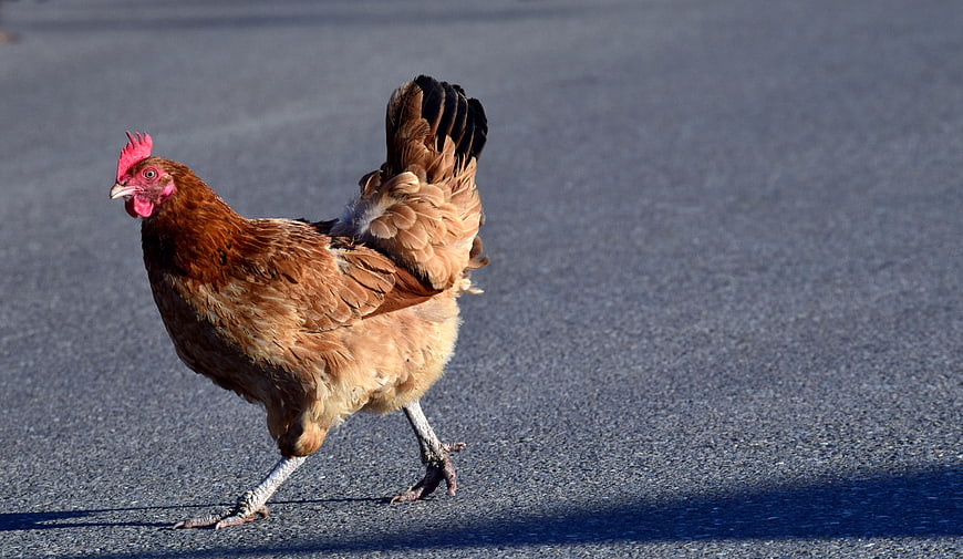 Brown hen walking on asphalt road in bright sunlight