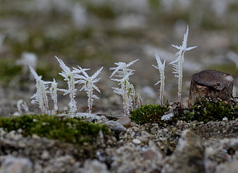 Macro shot of delicate white frost crystals on moss and soil