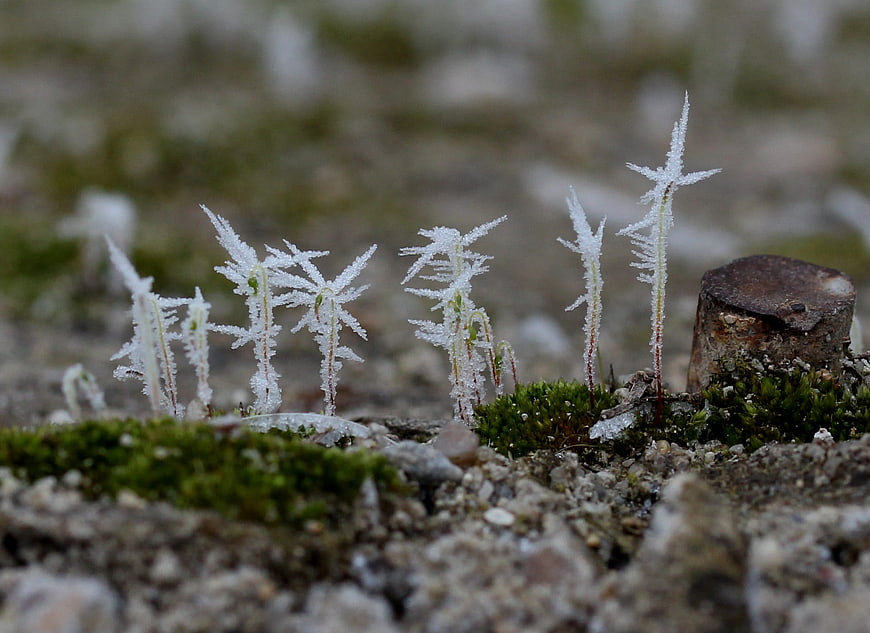 Macro shot of delicate white frost crystals on moss and soil