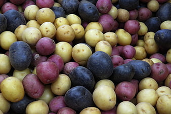 Close-up of multicolored potatoes in yellow, red, and purple