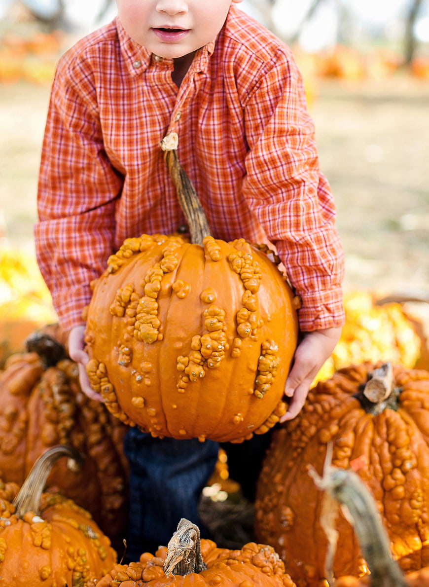 Toddler holding bumpy orange pumpkin in autumn patch