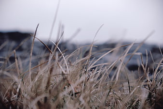 Close-up of dry grass with blurred ocean background