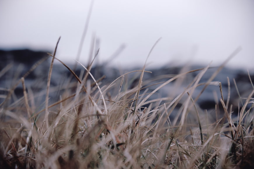 Close-up of dry grass with blurred ocean background