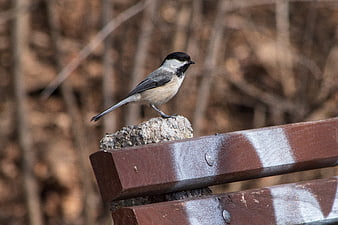 Black-capped Chickadee Perched on Wooden Bench