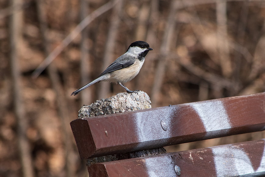 Black-capped Chickadee Perched on Wooden Bench