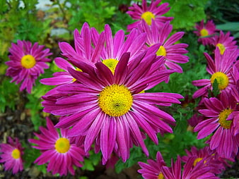 Vibrant purple chrysanthemums with yellow centers in a garden