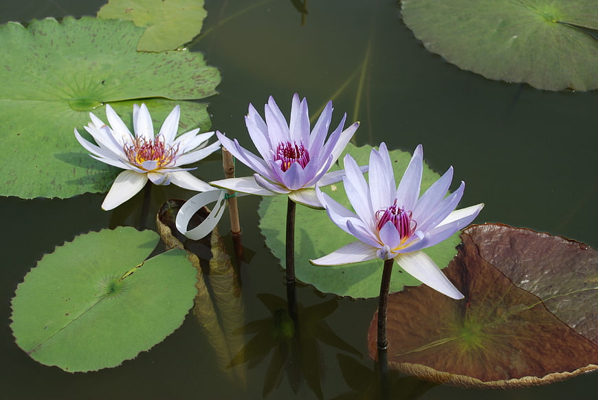 Purple and White Water Lilies Floating on Pond