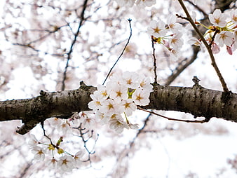 White Cherry Blossoms on Branch Against Blurred Background