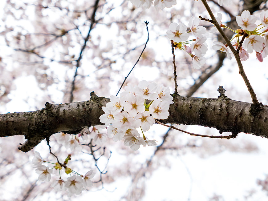 White Cherry Blossoms on Branch Against Blurred Background