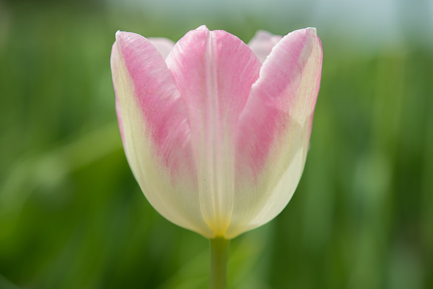 Close-up of a pink and white tulip flower