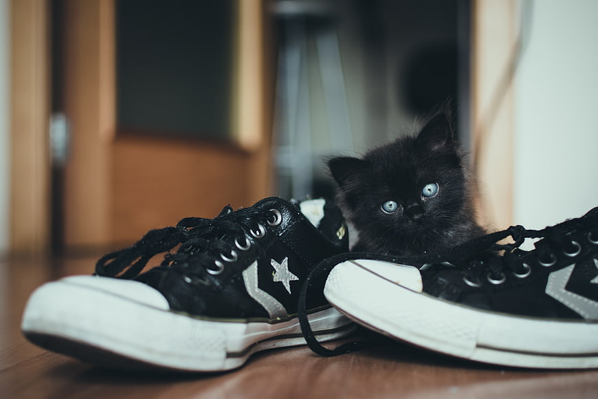 Cute black kitten with blue eyes peeking from behind black sneakers
