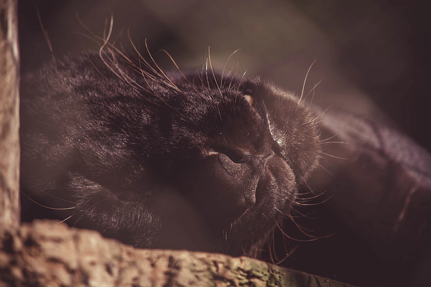 Close-up of sleeping black panther on wooden branch
