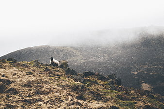 Lone sheep on misty mountain ridge in rugged highland landscape
