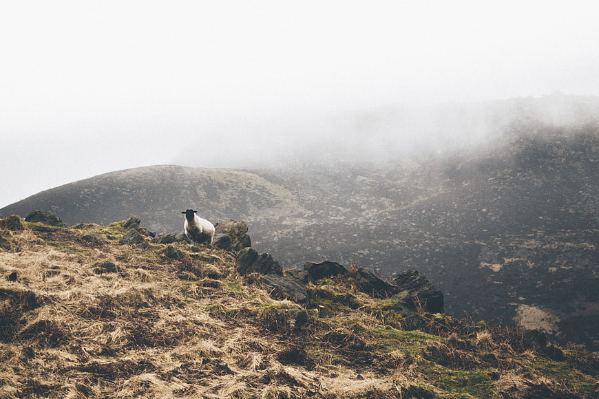 Lone sheep on misty mountain ridge in rugged highland landscape