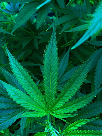 Close-up of vibrant green hemp leaves with serrated edges