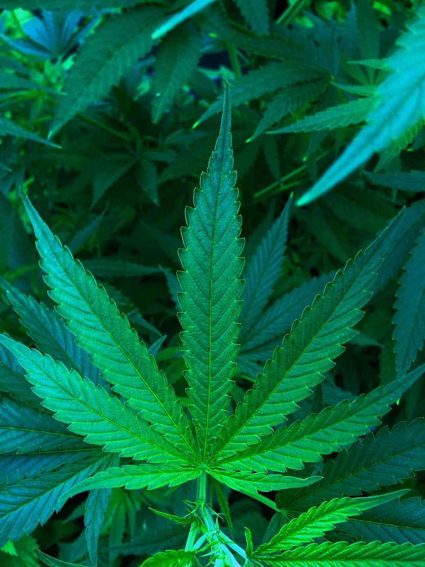 Close-up of vibrant green hemp leaves with serrated edges