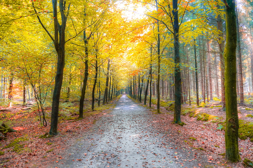Sunlit Autumn Forest Path with Golden Foliage