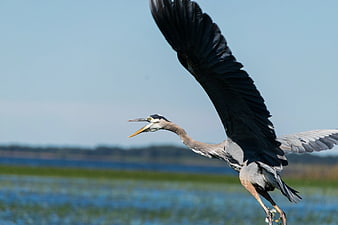 Great Blue Heron in Flight Over Wetlands