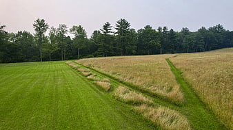 Mowed grass path through tall meadow field with forest background