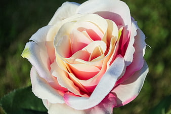 Close-up of a pink and white artificial rose in sunlight