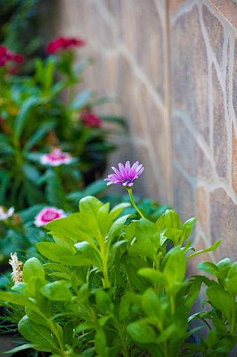 Purple Daisy Flower in Garden with Stone Wall Background