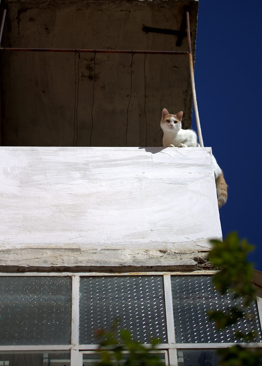 White and Orange Cat on Concrete Balcony Against Blue Sky