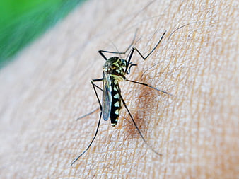 Close-up of a mosquito biting human skin