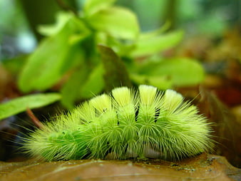 Close-up of fuzzy green caterpillar on brown leaf