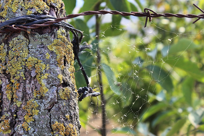 Close-up of spider web on barbed wire and lichen-covered tree bark