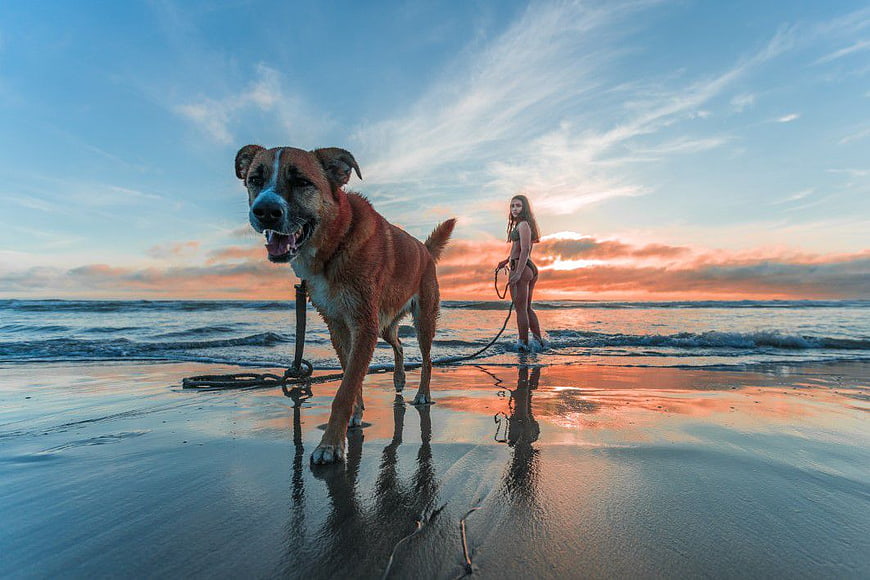 Woman Walking Dog on Beach at Sunset