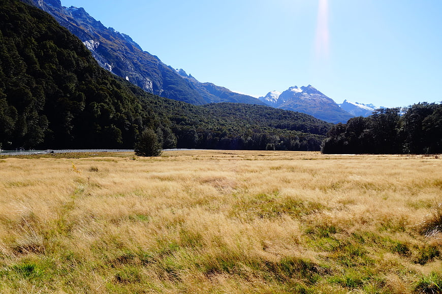 Golden grassy meadow with mountains and forest in New Zealand