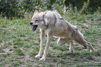 Aggressive wolf snarling with bared teeth in grassy field