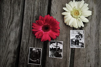 Warsaw Uprising Anniversary Memorial With Gerber Daisies And Historical Photos