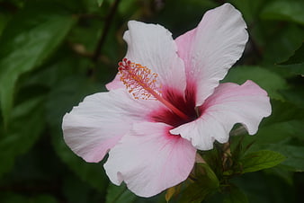 Close-up of a Pink Hibiscus Flower with Green Leaves