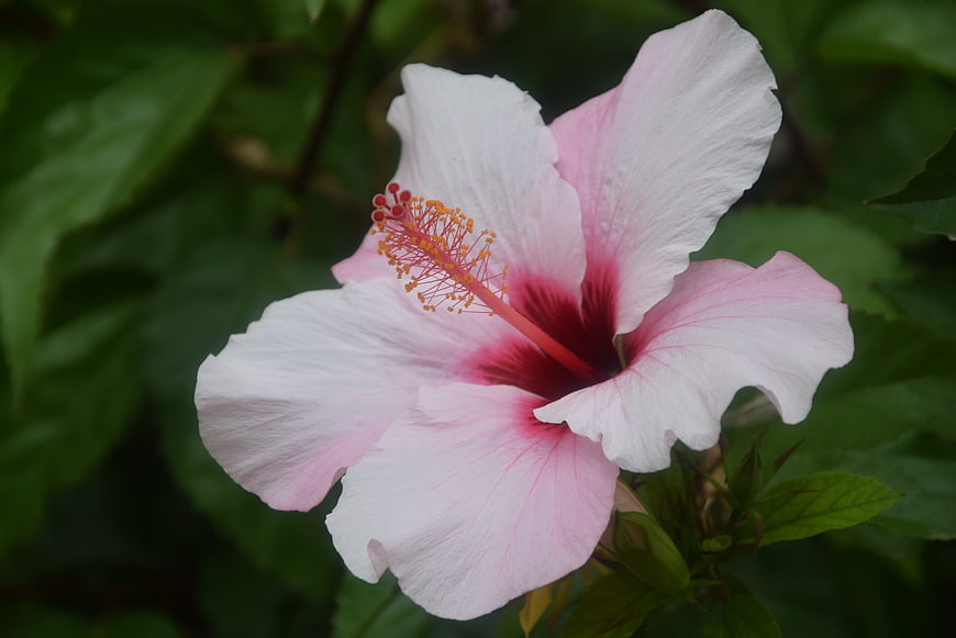 Close-up of a Pink Hibiscus Flower with Green Leaves