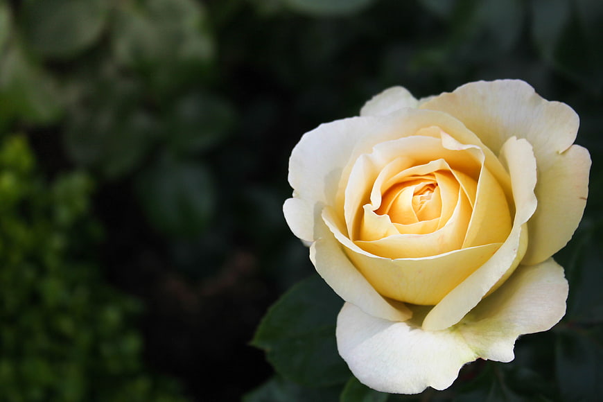 Close-up of a delicate yellow rose bloom against dark green foliage