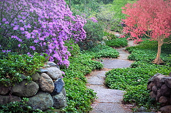 Winding stone path through lush garden with blooming purple and pink azaleas