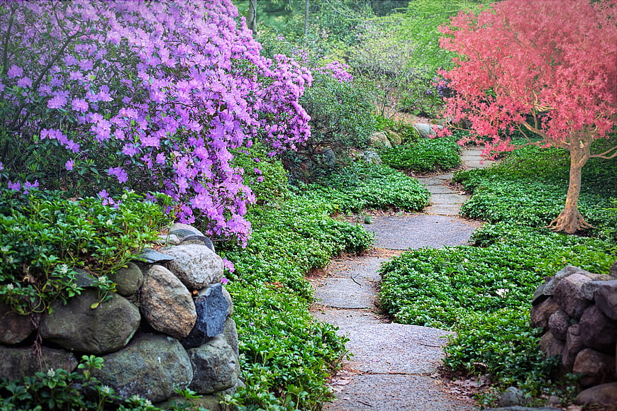 Winding stone path through lush garden with blooming purple and pink azaleas