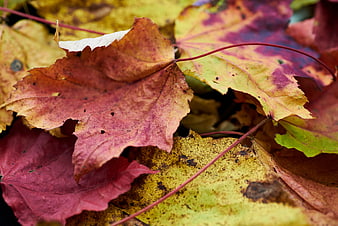 Close-up of colorful autumn maple leaves on the ground