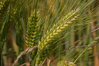 Close-up of green wheat ears in a field
