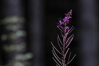 Purple Fireweed Wildflower with Insect on Dark Background