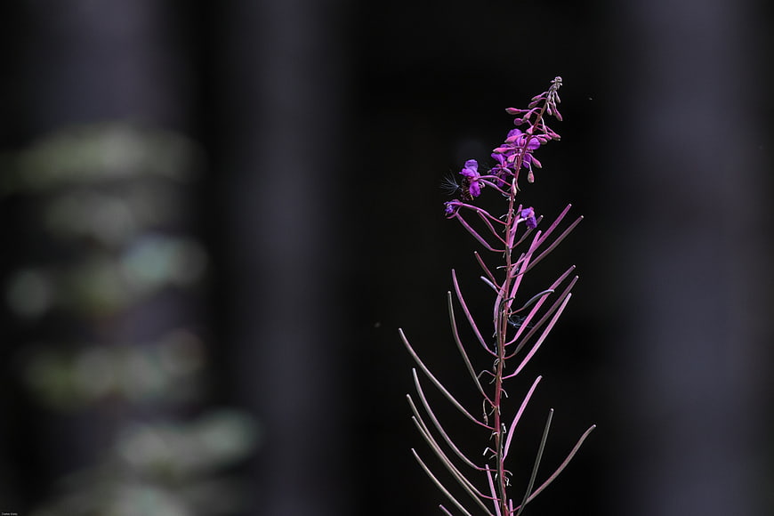 Purple Fireweed Wildflower with Insect on Dark Background
