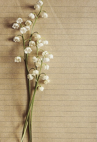 Lily of the valley on vintage lined paper background