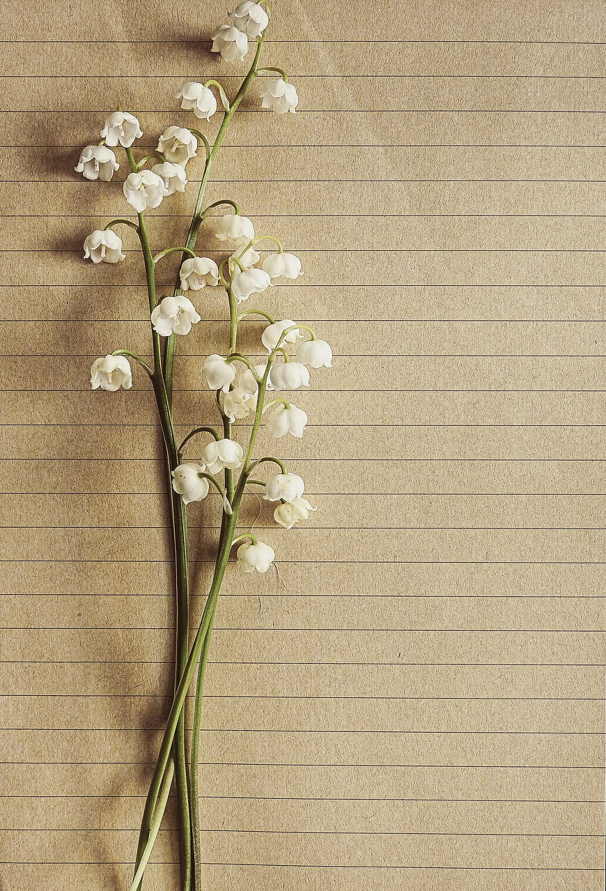 Lily of the valley on vintage lined paper background