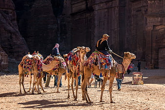 Camels with colorful saddles in Petra, Jordan