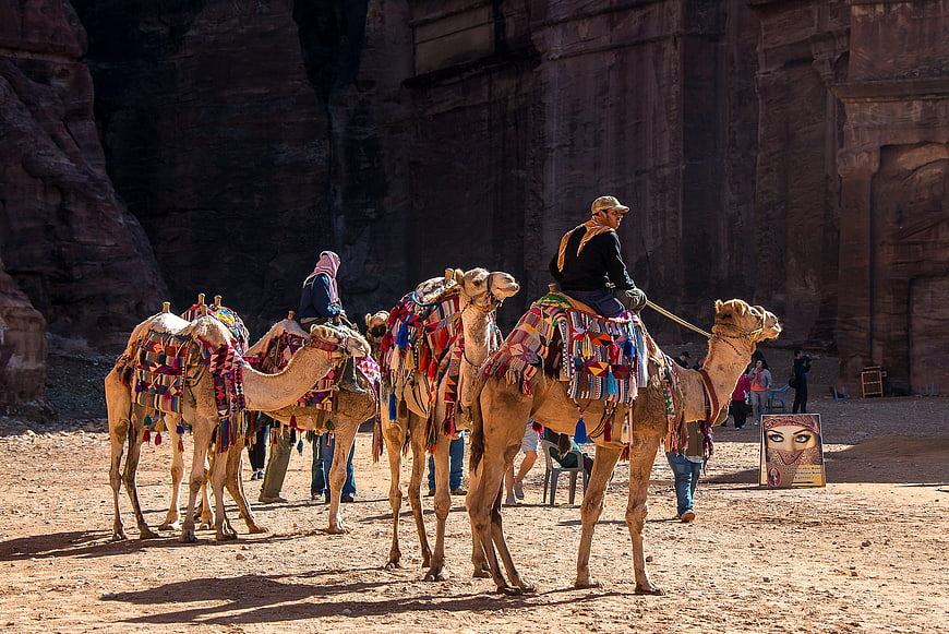 Camels with colorful saddles in Petra, Jordan