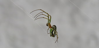 Green and Black Spider on Web Close Up