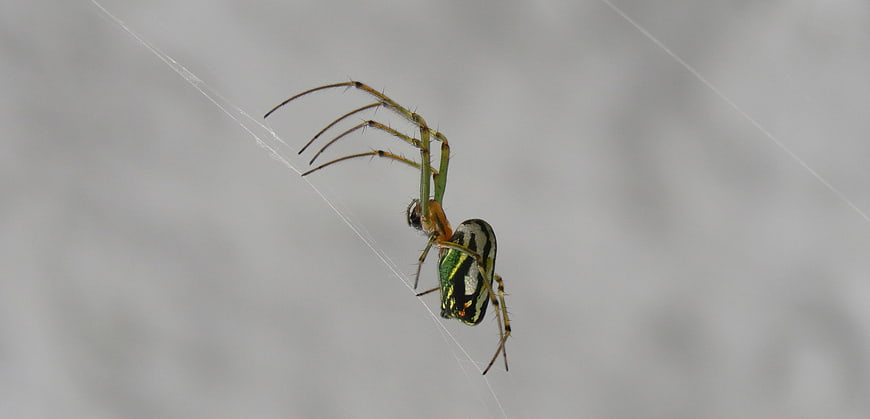 Green and Black Spider on Web Close Up