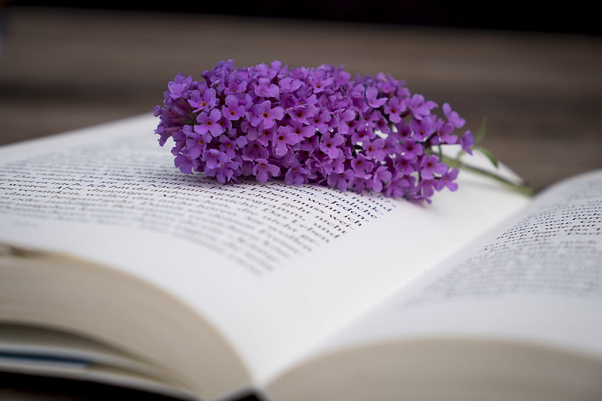Purple Buddleia Flowers on Open Book Pages