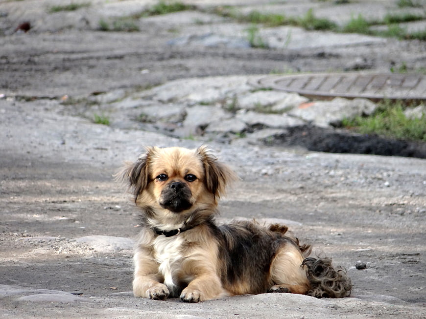 Cute small mixed breed dog lying on pavement